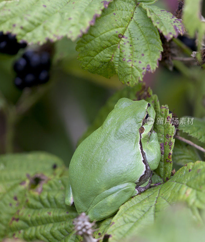 树蛙(Hyla arborea)